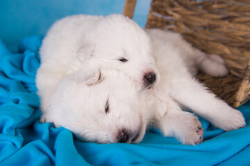 Two small one month old cute white Samoyed puppies dogs