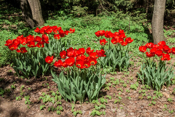 Fototapeta na wymiar Single Early Tulip 'Escape' (Tulipa hybrida) in park