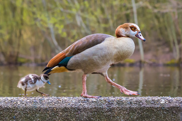 Nilgans mit Küken