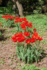 Single Early Tulip 'Escape' (Tulipa hybrida) in park