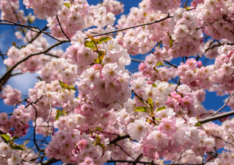 Branches of blossoming pink sakura against the white-blue sky in spring.