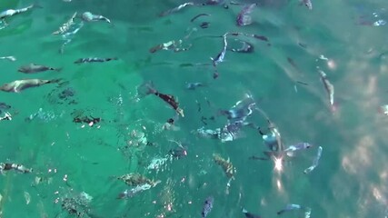 Hustle and bustle of fishes near the sea surface to bite a floating piece of bread.