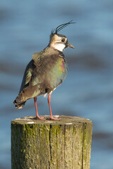 Eurasian Lapwing (Vanellus vanellus) adult perched on a woden pole in a lake