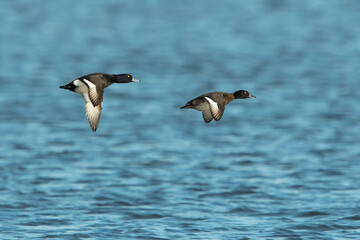 A couple of Tufted Ducks (Aythya fuligula) in flight above a lake