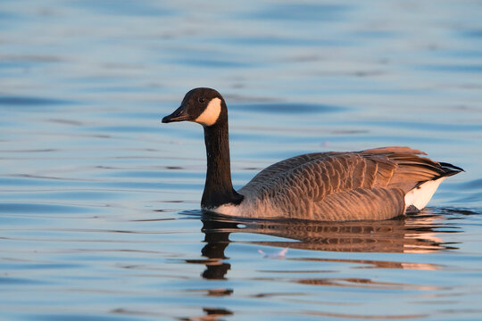 Canada Goose (Branta canadensis) adult swimming in water of a lake at dawn