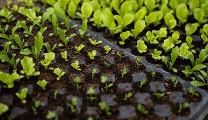 detail of small lettuce