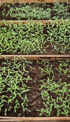 detail of a fertile soil with small seedlings