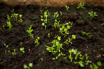 detail of a fertile soil with small seedlings