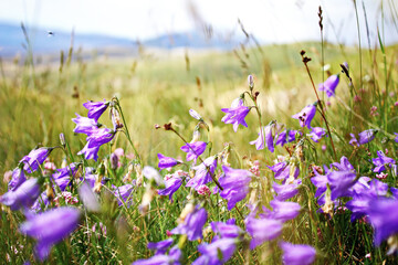 Selective focus shot of violet flower of scilla in the fiel