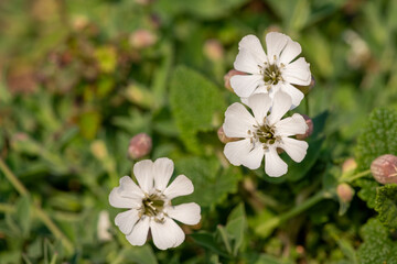 Close up of sea campion (silene uniflora) flowers in bloom