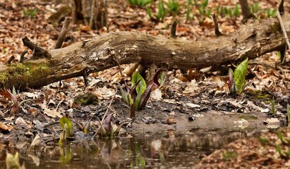 Skunk cabbage (Symplocarpus foetidus) in early spring