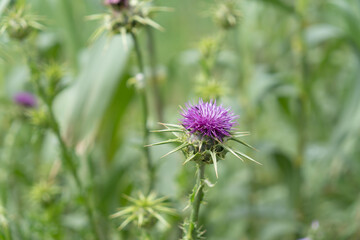 Colorful and wild scotch thistle in the countryside 