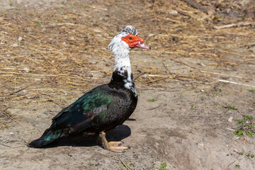The Muscovy duck (Cairina moschata) is a large duck native to Mexico and Central and South America.