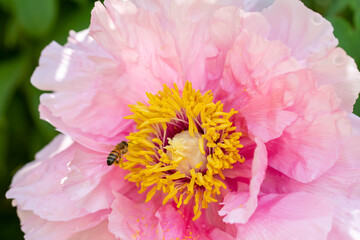 Obraz na płótnie Canvas Honeybee on pollen of pink peony flower