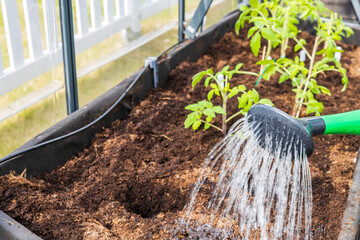 Close up view of watering hole for planting of tomato seedling. Sweden.