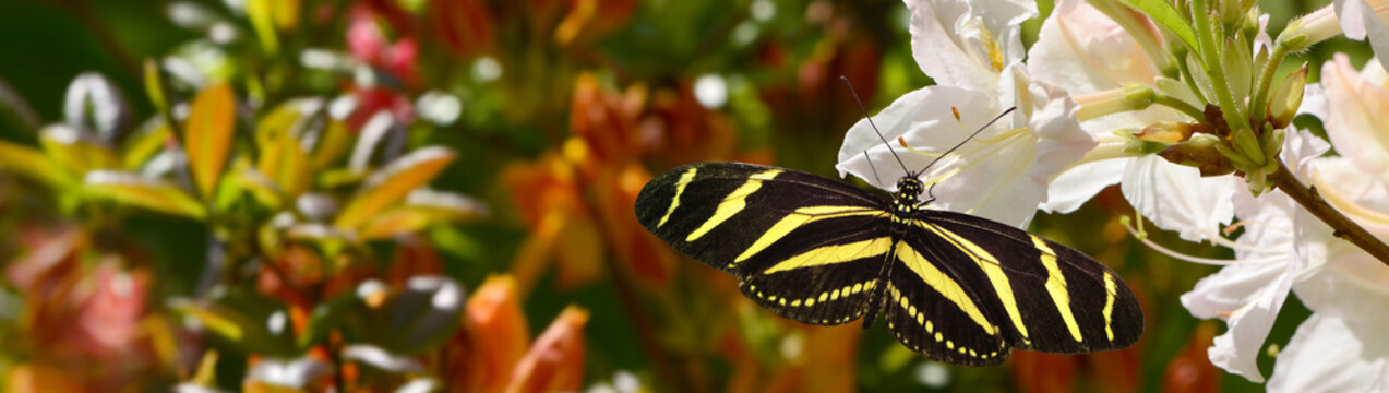 Schmetterling 811