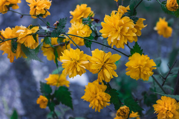Yellow flowers in the garden on a sunny spring day on a blurry background. Beautiful decorative yellow flowers of Kerria ( Lat. Kerria) - deciduous winter-hardy perennial shrub.
