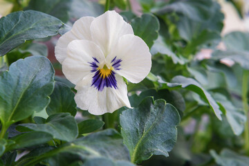 Close up white viola flower in the garden.