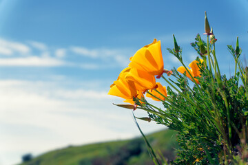 California poppy flower blooming, San Jose, CA, USA