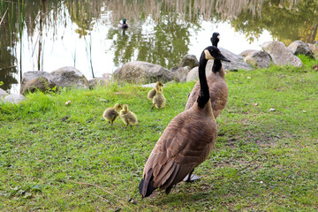 Canada goose family on the grass
