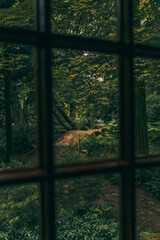 garden view from the window 