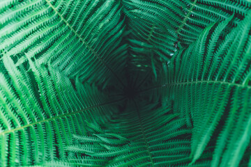 green fern background