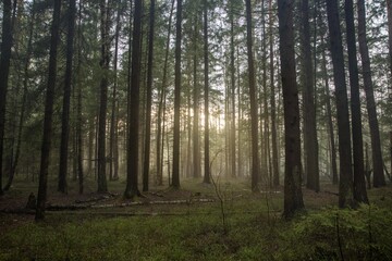 Russian Forest