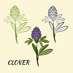 Botanical illustration of red clover in outline style for summer design. Sketch of summer flower and leaves. Meadow plant. Decorative elements for spring desing.