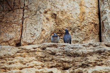Jerusalem, Israel.  10 January, 2019. The western wall,.Wall of Tears very close .a pair of pigeons.