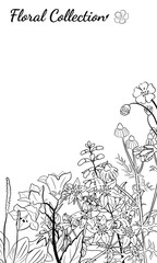 Hand drawn set of wildflowers and herbs. Sketch of summer flowers, herbs and leaves. Collection of meadow plants. Botanical illustration. Decorative elements for summer and spring desing.
