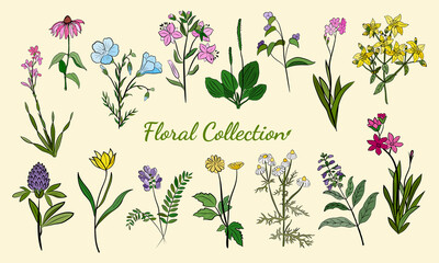 Hand drawn set of wildflowers and herbs. Sketch of summer flowers, herbs and leaves. Collection of meadow plants. Botanical illustration. Decorative elements for summer and spring desing.