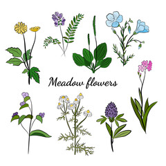 Hand drawn set of wildflowers and herbs. Sketch of summer flowers, herbs and leaves. Collection of meadow plants. Botanical illustration. Decorative elements for summer and spring desing.