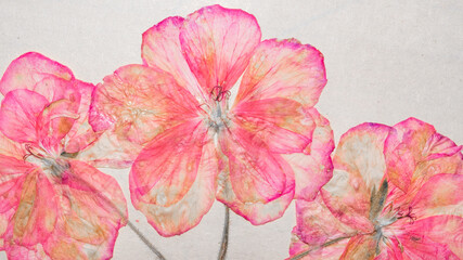 Close up of a Pelargonium herbarium pasted on a notebook