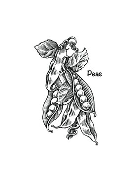 illustration of peapods
