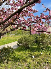公園の八重桜