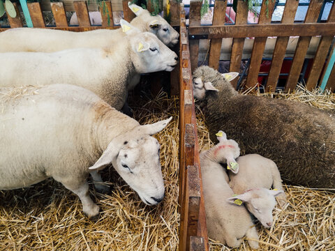 Des moutons et des agneaux dans un enclos. Des moutons dans un enclos. Un élevage de moutons. Un agneau et un mouton