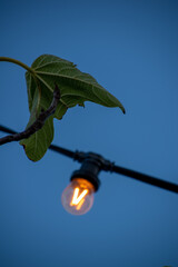 street lamp on the background with leaf
