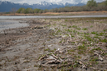 Utah Lake Drift Wood