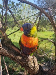 parrot