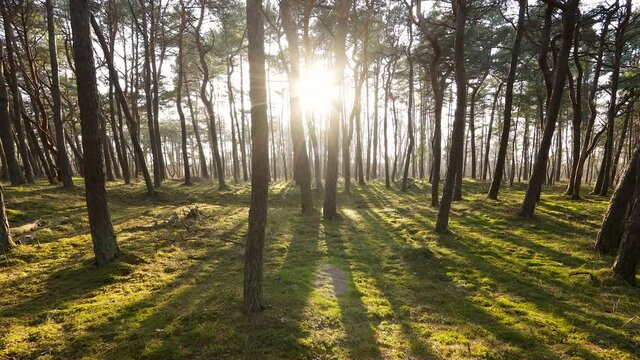 Beautiful pine tree forest at Baltic sea coast in Lithuania. Wide angle landscape with pine trees and lush green mossy forest floor. 