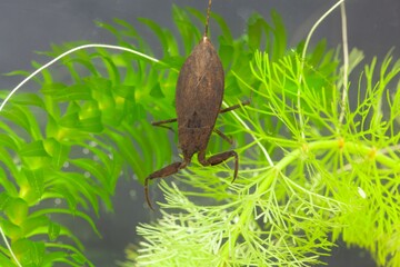 Water scorpion, Nepa cinerea, on a water plant.