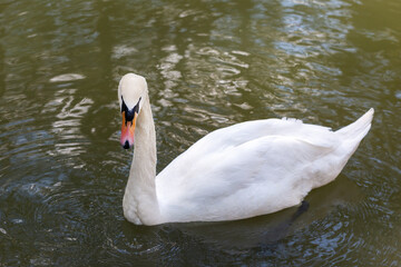 One white swan swims in the lake.