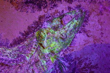 Fluorescent glowing head of a fossil fish from the Late Jurassic of Southern Germany.