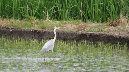 田んぼにいるアオサギ　Grey Heron