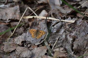 butterfly on a leaf