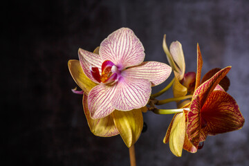 Floral concept.  Orchids blossom close up. Orchid flower pink and yellow bloom. Phalaenopsis...