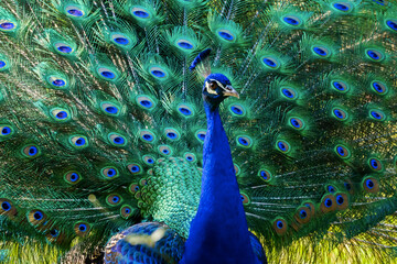 Indian peafowl showing feathers