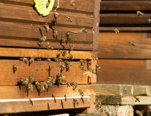 Bees fly to beehive, close up. Honey Bees at the entrance to the apiary.