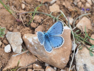 Beautiful blue butterfly in Greece in Spring