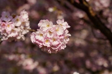 Pink flowering tree over nature background - Cherry blossoms -  spring tree - Spring Background